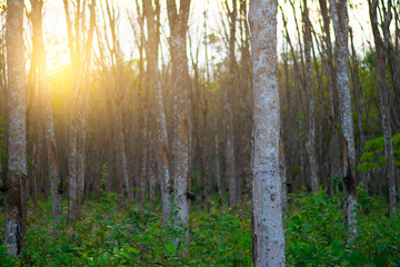 Obraz premium Beautiful nature jungle of abstract detail from Rubber tree in southern of Thailand at dusk.