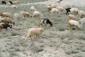 Kashmir goats in beautiful India landscape with snow peaks background