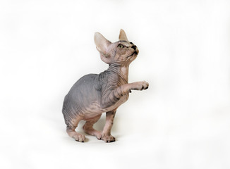 cat sphinx on a white background