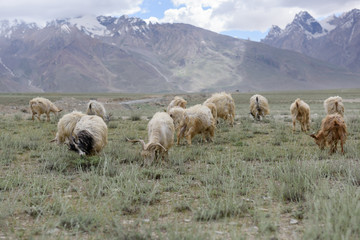 Fototapeta premium Kashmir goats in beautiful India landscape with snow peaks background