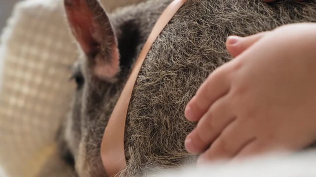 Close-up of pig's back. Pig sits on the girl's lap. Slow motion
