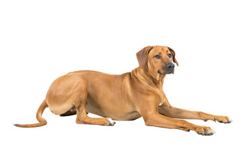 Obraz premium Portrait of a Rhodesian Ridgeback dog isolated on white background studio shot