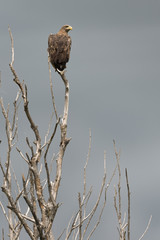 Steppe eagle in the branches of a dead tree. The greatness of a predator. Bird of prey in the wild
