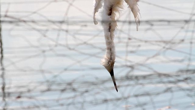 Dead bird's cought in Nets fishponds