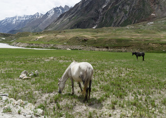 Obraz premium Group of beautiful horse in grassland with snow peak background,Jammu-Kashmir,Northern India