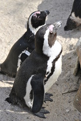 Tiere Pflanzen Tierpark Blumen Fische