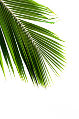 palms leaf on white background