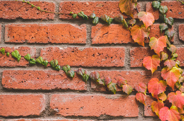 Red brick wall with beautiful orange ivy