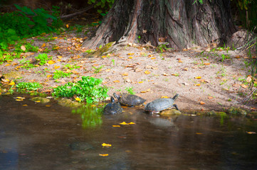 Turtles coming out from pond ashore, autumn