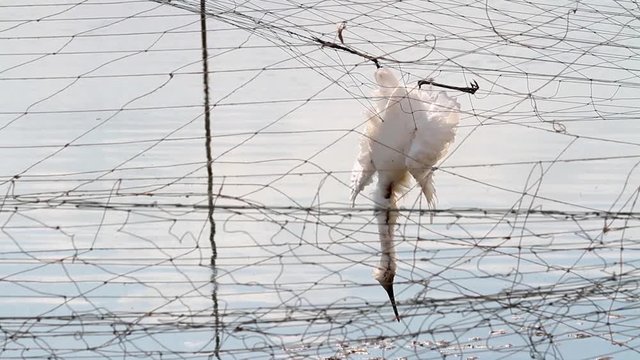 Dead bird's cought in Nets fishponds