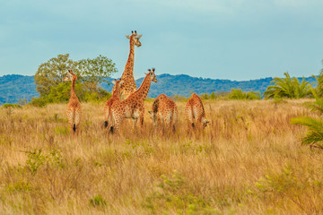 Group of African giraffe walks in iSimangaliso Wetland Park with savannah landscape. South Africa game drive safari. Copy space. © bennymarty