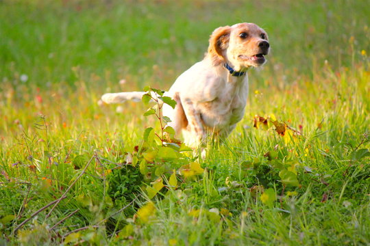 Setter Inglese in corsa