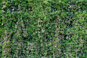 Fototapeta na wymiar Abstract plant wall background, Climbing plant