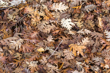Autumn leaves in the ground