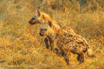 Side view of two spotted hyena cubs species Crocuta crocuta, in the dry bushland. Kruger National...