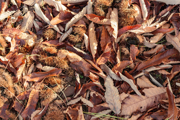 Chestnuts lying on the ground in autumn