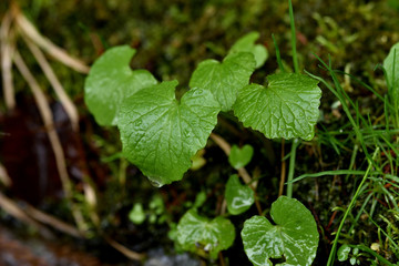 山の自生わさび