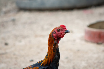 close up of brown chicken head