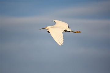 Fototapeta na wymiar Snowy Egret flying