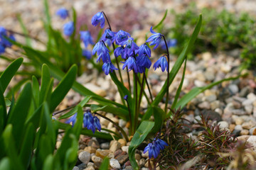 Siberian squill, first spring flowers, blue scilla siberica, selective focus