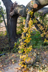 Broken branch on maple.