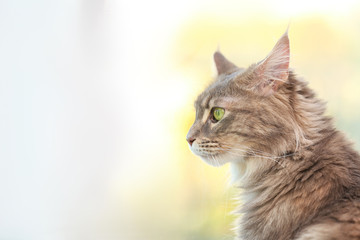 Adorable Maine Coon cat near window at home. Space for text