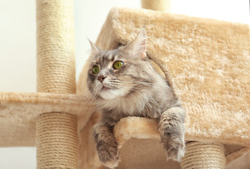 Adorable Maine Coon on cat tree at home
