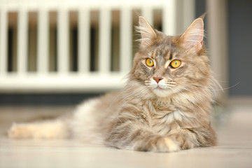 Adorable Maine Coon cat on floor at home. Space for text