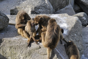 Tiere Pflanzen Tierpark Blumen Fische