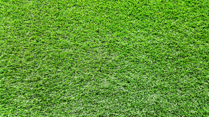 Fototapeta premium green grass texture or background