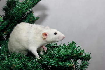 The rat is a symbol Of the new year 2020. Decorative Rat breed Husky sits on the branches of an artificial Christmas tree.