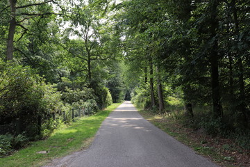 Obraz premium Waldweg