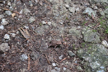 Frosch im Tarnmodus