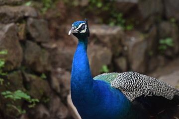 Obraz premium peacock with feathers