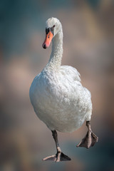 cute swan on background © spetenfia