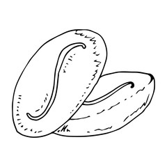 Coffee beans icon. Vector illustration of coffee beans. Hand drawn coffee beans logo.