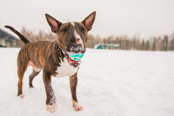 Brown bull terrier playing with green toy on the snow. Dog playing with the ball