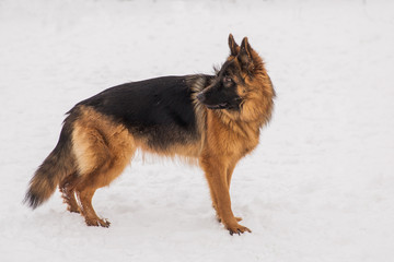Brown shepherd walking on the snow in the park on the playground. Walking dog