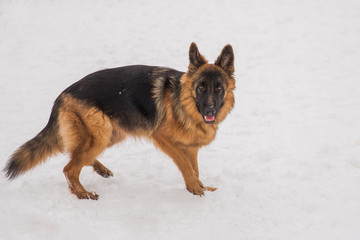 Brown shepherd walking on the snow in the park on the playground. Walking dog