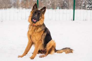 Brown shepherd walking on the snow in the park on the playground. Walking dog