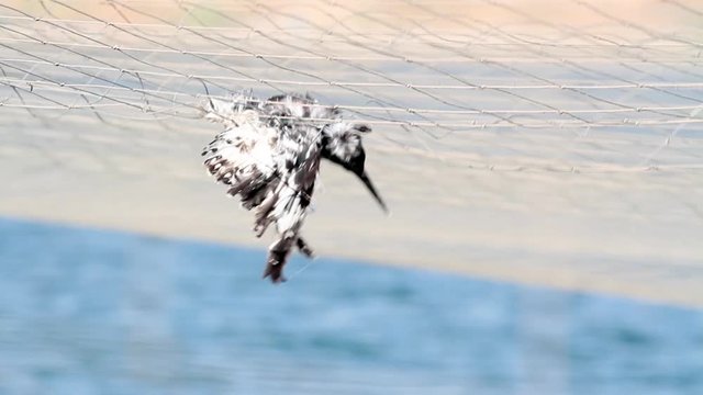 Dead bird's cought in Nets fishponds