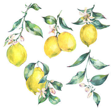Watercolor vintage set of branch yellow fruit lemon