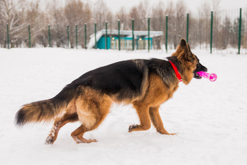 Brown shepherd with toy walking on the snow in park on the playground