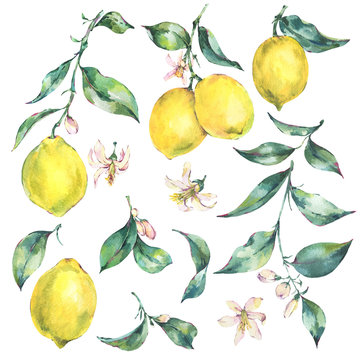 Watercolor Vintage Set Of Branch Yellow Fruit Lemon