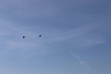Fliegende Gänse