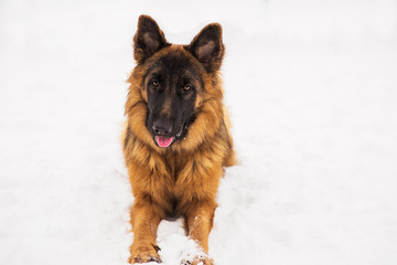 Brown shepherd lying on the snow in the park. Walking purebred dog