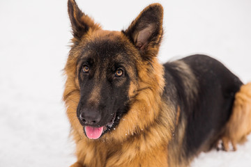 Brown shepherd lying on the snow in the park. Walking purebred dog
