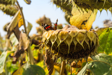 Obraz premium Ripe sunflowers with black seeds in country field. Beautiful butterfly sitting on flower head. Summer blue sky on background. Harvesting time. 