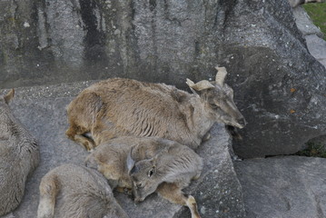 Tiere Pflanzen Tierpark Blumen Fische
