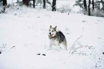 dog in winter forest